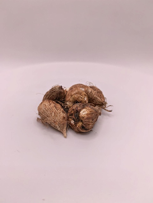 Фрезия Махровая смесь 1 уп. (5 шт.)