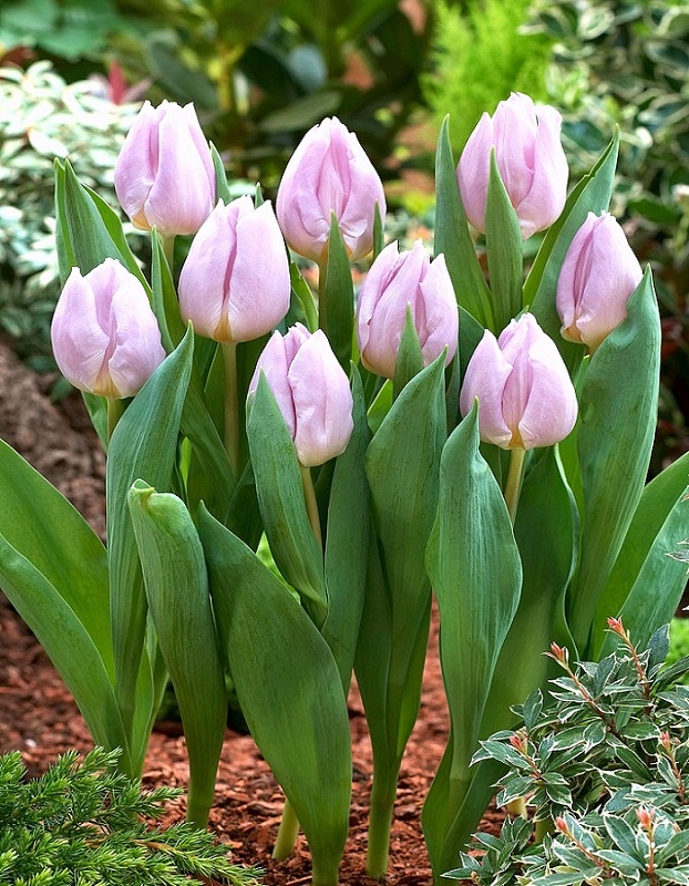 Тюльпан Мистик Принц 1 уп. (3шт.) 