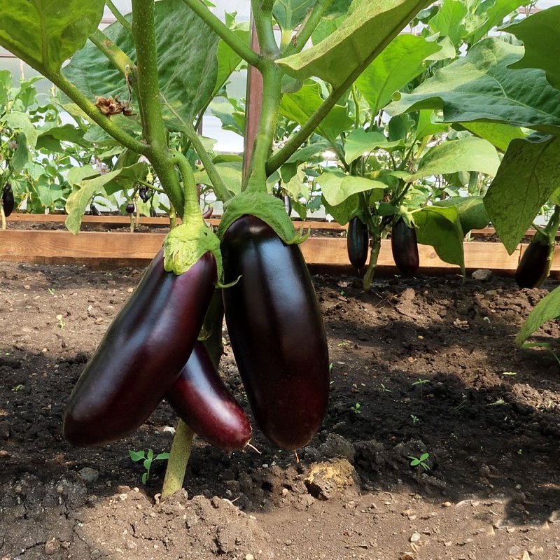 Баклажан Принц Сказочный (УД) 20 шт цв.п.