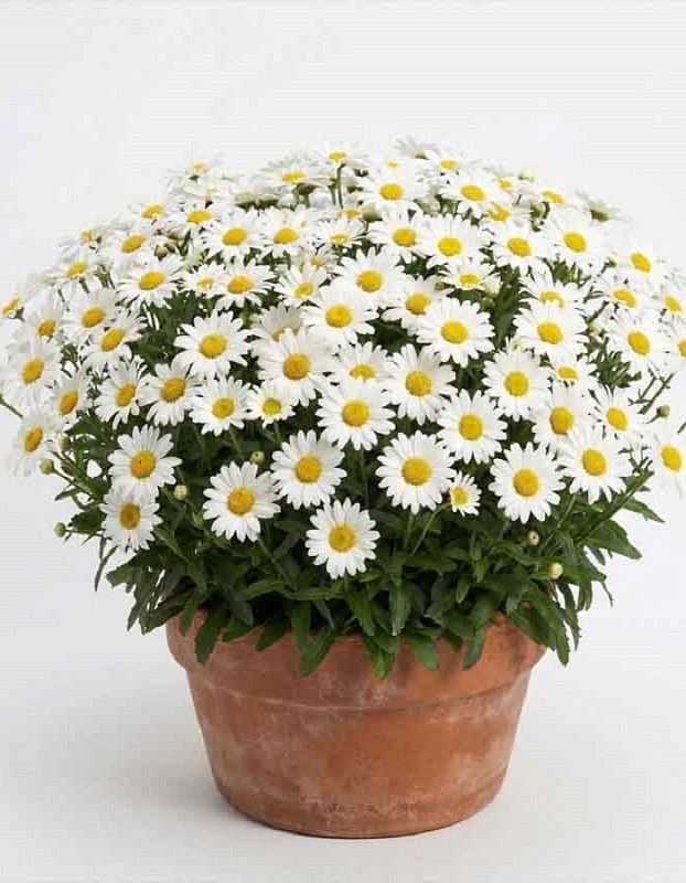 Нивяник Серебрянная принцесса ASF 1 шт Р9