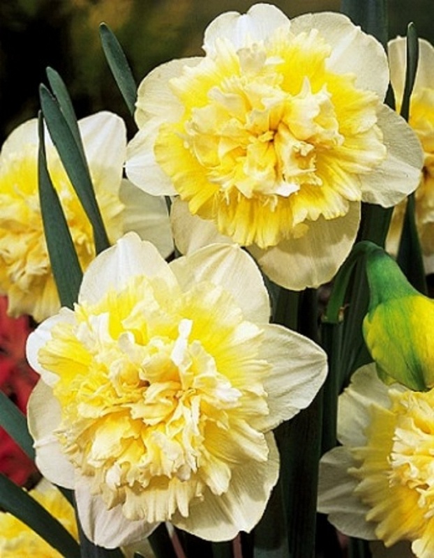 Нарцисс Айс Кинг 1 уп.(2 шт.) 