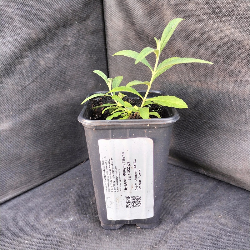 Буддлея красно-желтая Флауэр Пауэр 1 шт Р9