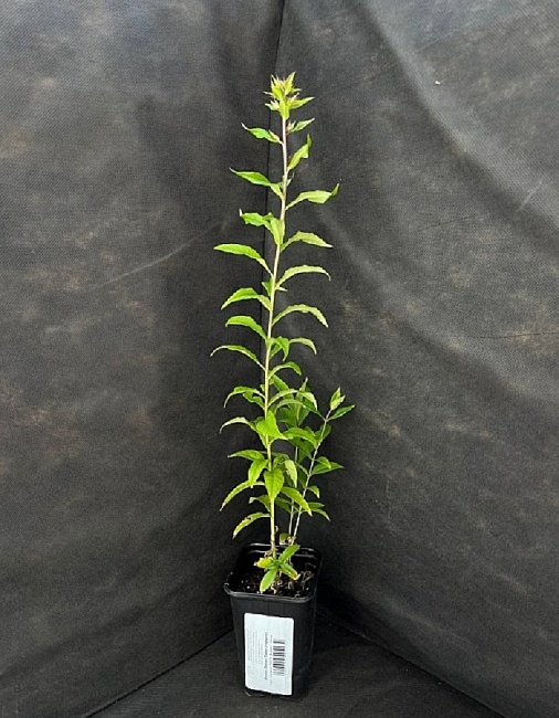 Флокс Лилак Тайм 