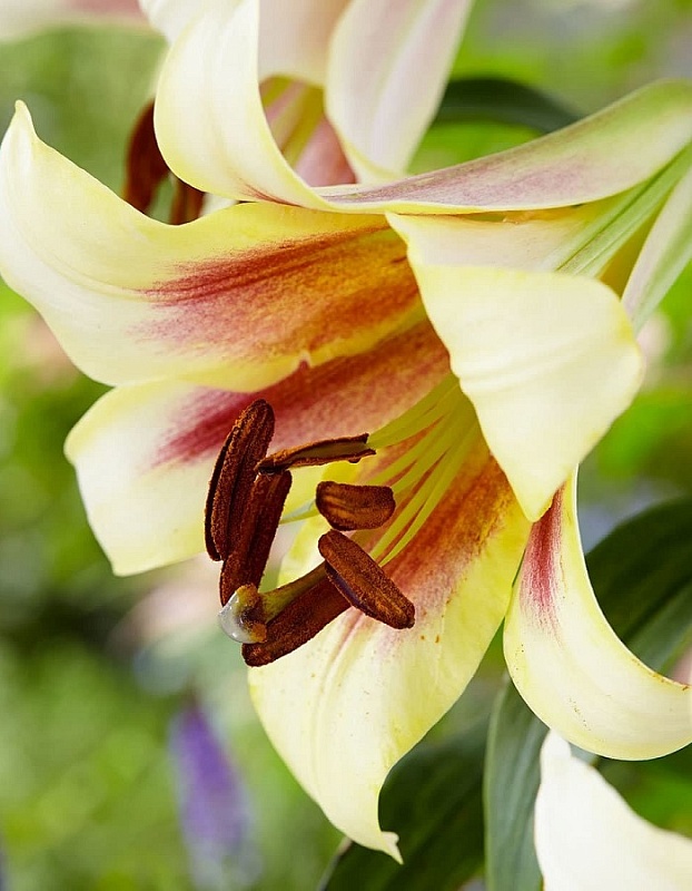 Лилия Пэшн Мун