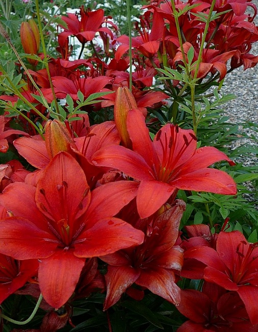 Лилия Ред Каунти 