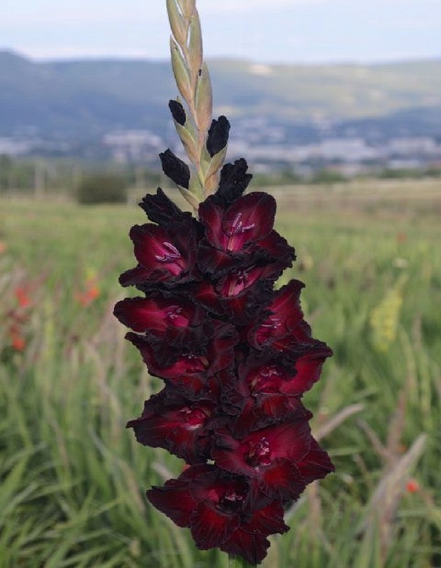 Гладиолус Десять Негритян 1 уп. (3 шт.)