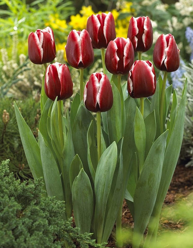 Тюльпан Армани 1 уп. (3шт.) 