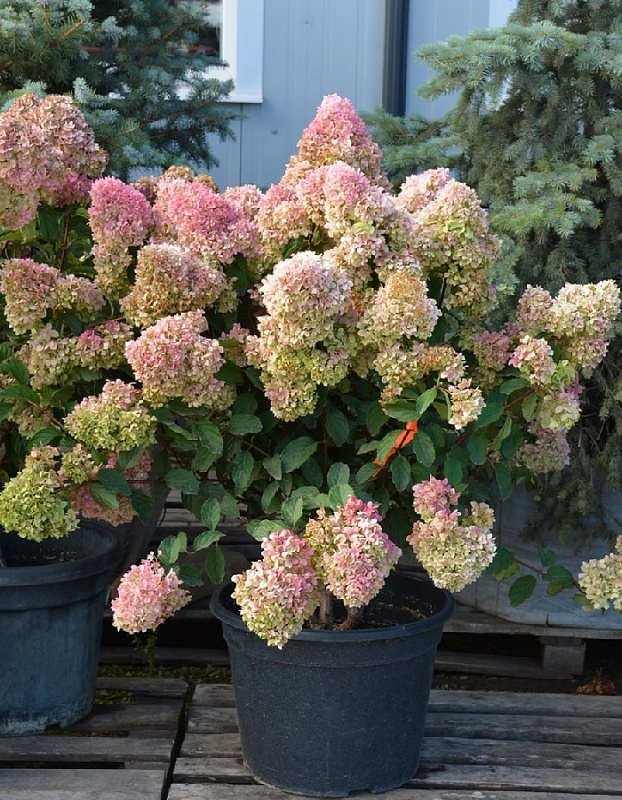 Гортензия метельчатая Меджикал Андес ASF 1 шт Р9