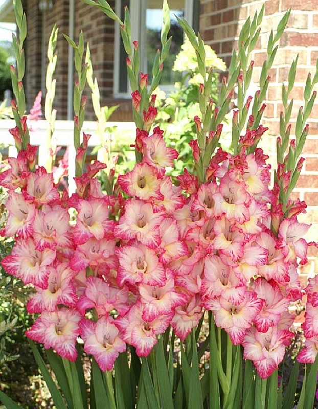 Гладиолус Присцилла