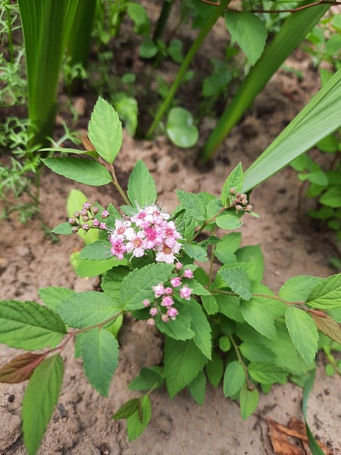 Спирея Манон 1 шт Р9