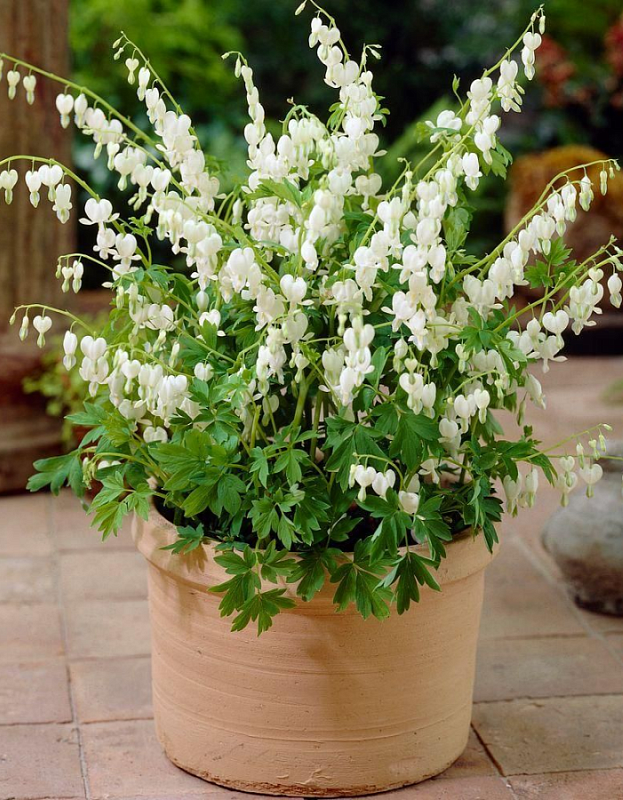 Дицентра Спектабилис Альба