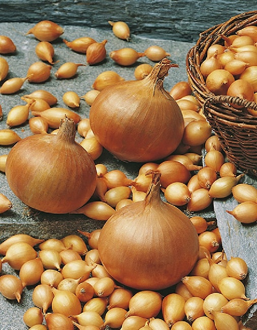 Лук севок Стурон