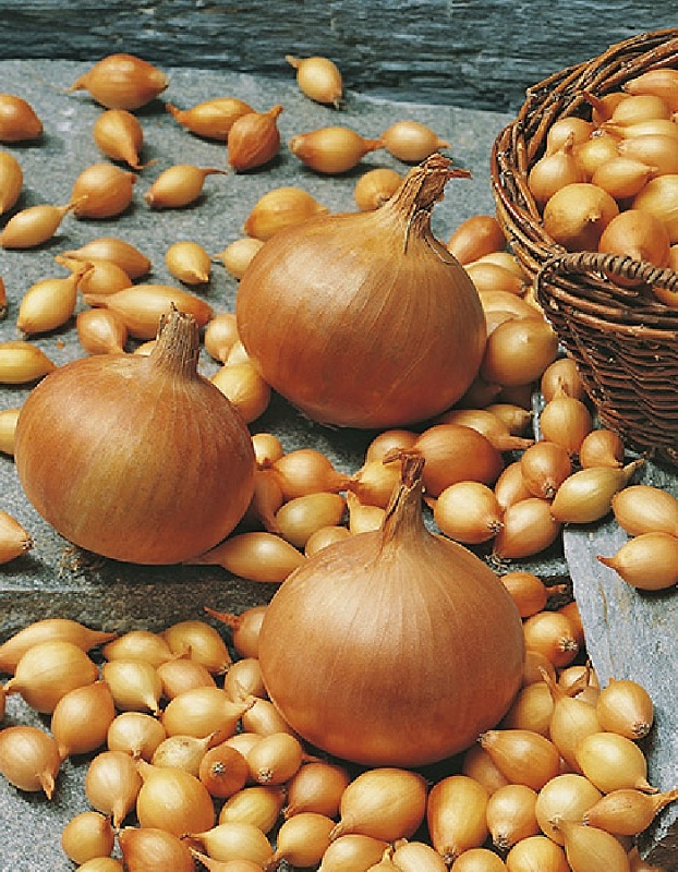 Лук севок Стурон