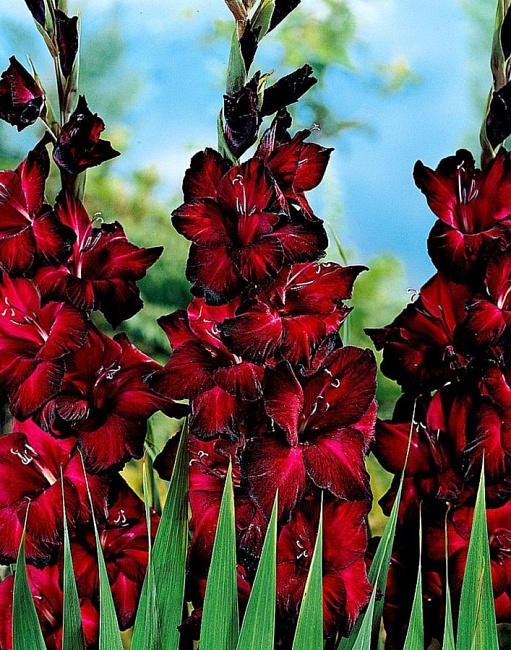 Гладиолус Блэк Джек 