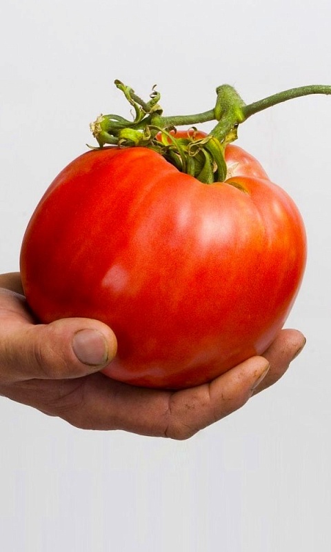 Томат Гордость Сибири УД 20 шт цв.п (Симбиоз)