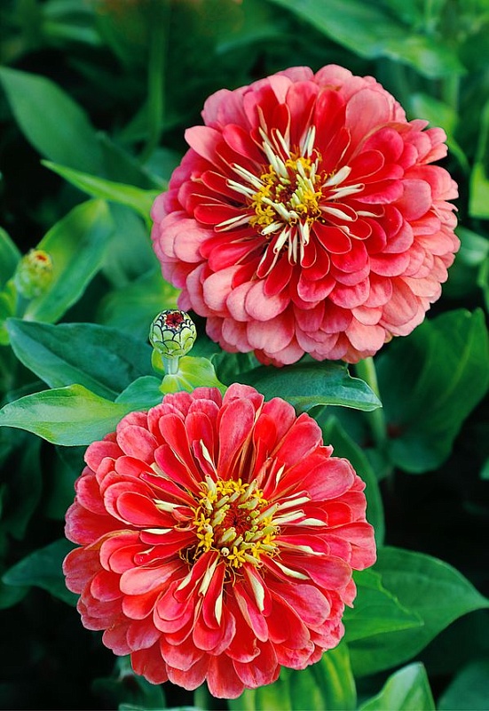 Цинния георгиноцветковая Катрин лососевая 0,5 гр