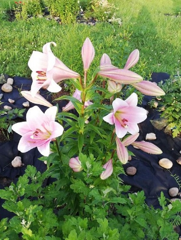 Лилия Лонгифлорум Дольчетто 