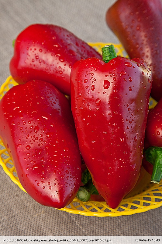 Перец сладкий Готика (Селекция "ВХ") 0,1 гр цв.п.