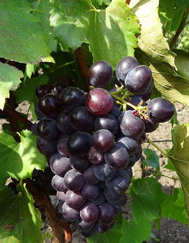 Виноград плодовый Эфиоп 1 шт