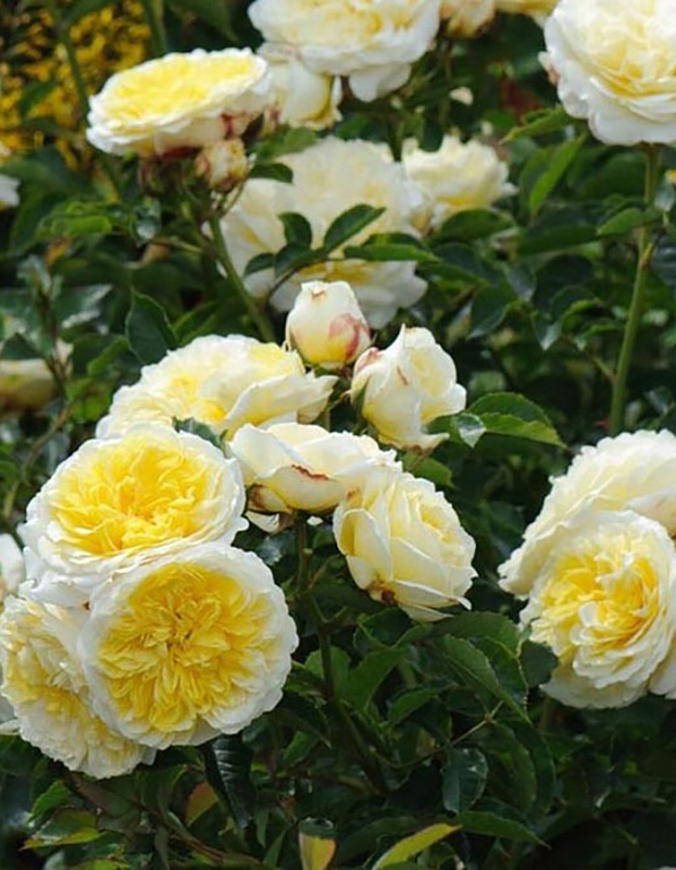 Роза английская Беатриче