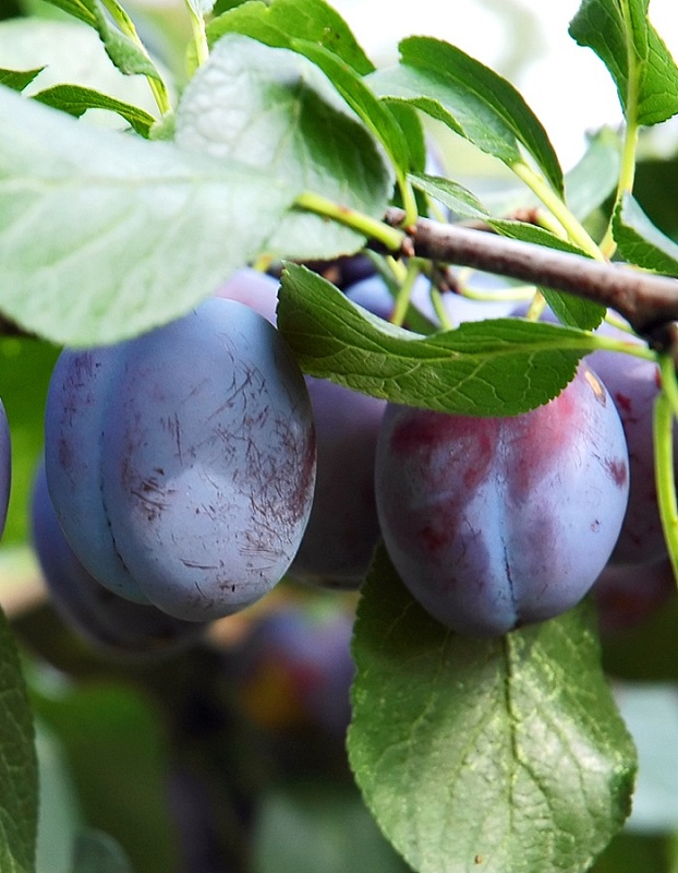 Слива Этюд (Prunus domestica) 1 шт