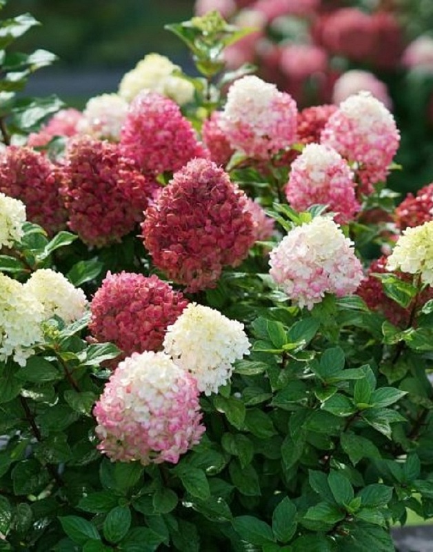 Гортензия метельчатая Ред Лайт 1 шт Р9