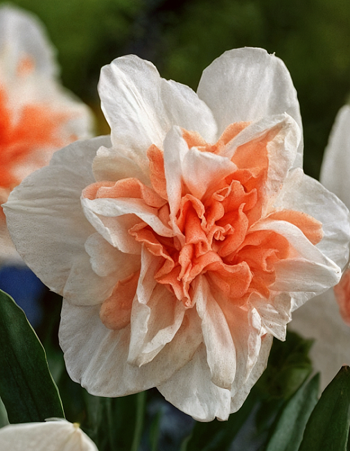 Нарцисс Дельнашо 1 уп.(2 шт.)