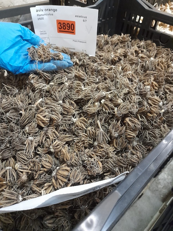 Ранункулюс Оранжевый 1 уп. (20 шт.)