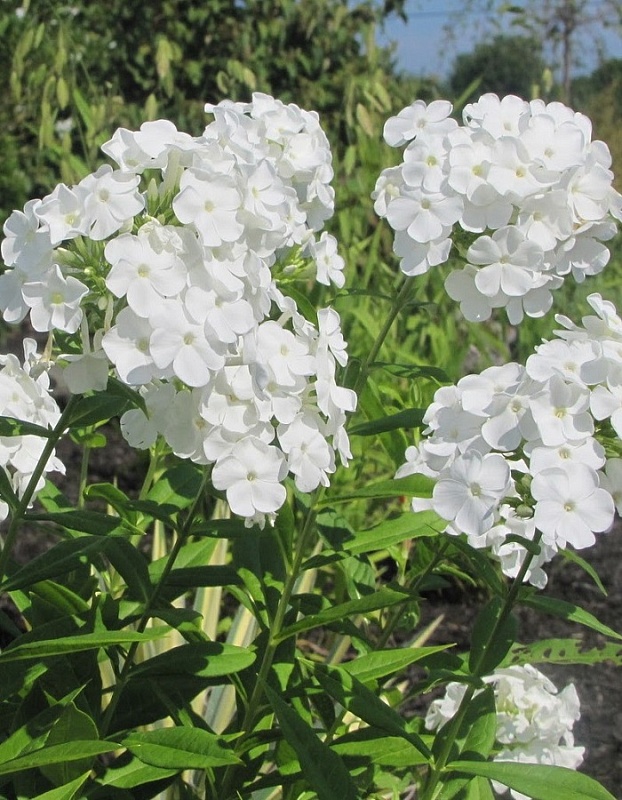 Флокс Уайт Спарр 