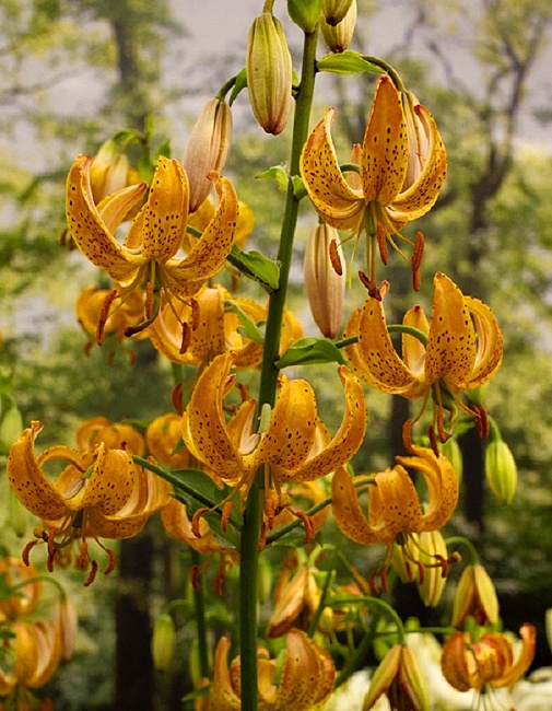 Лилия Пеппард Голд 