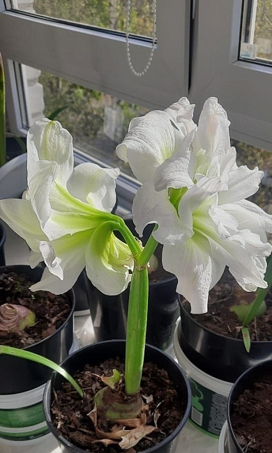 Амариллис Айс Квин