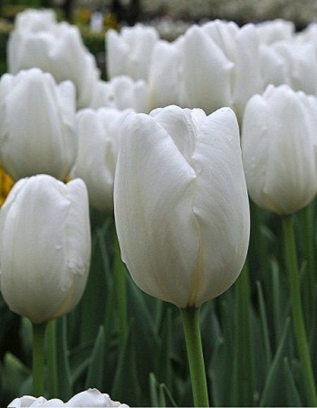 Тюльпан Хакун 1 уп. (3шт.)