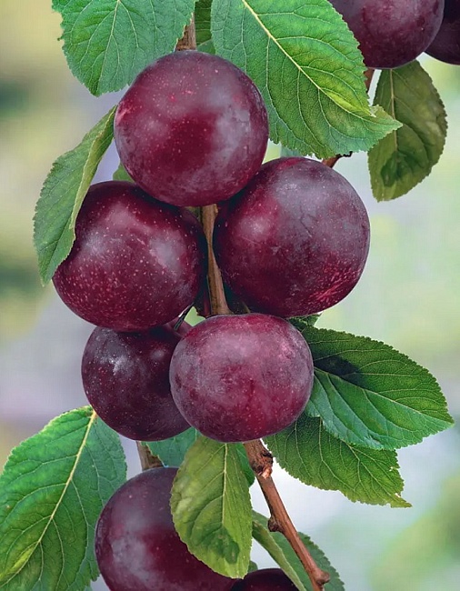 Слива Даная 