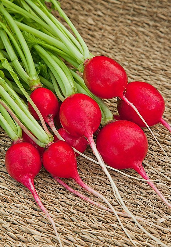 Редис Сакса РС 3 гр б.п.