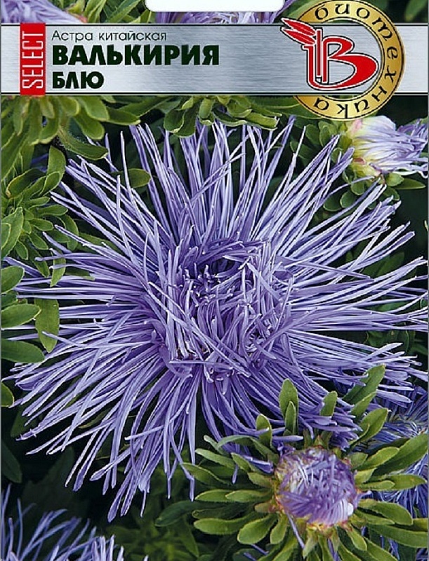 Астра Валькирия селект Блю 30 шт