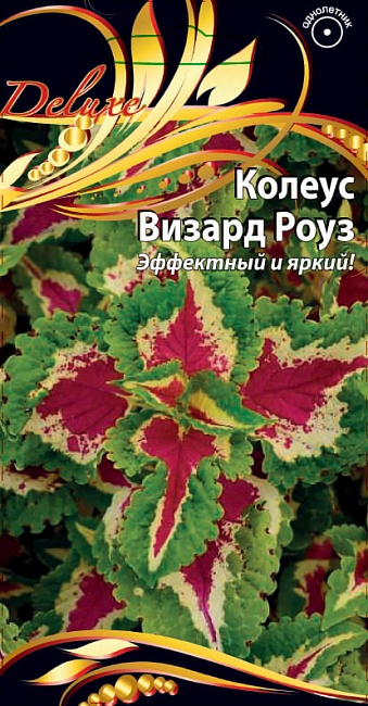 Колеус Визард Роуз 5 шт