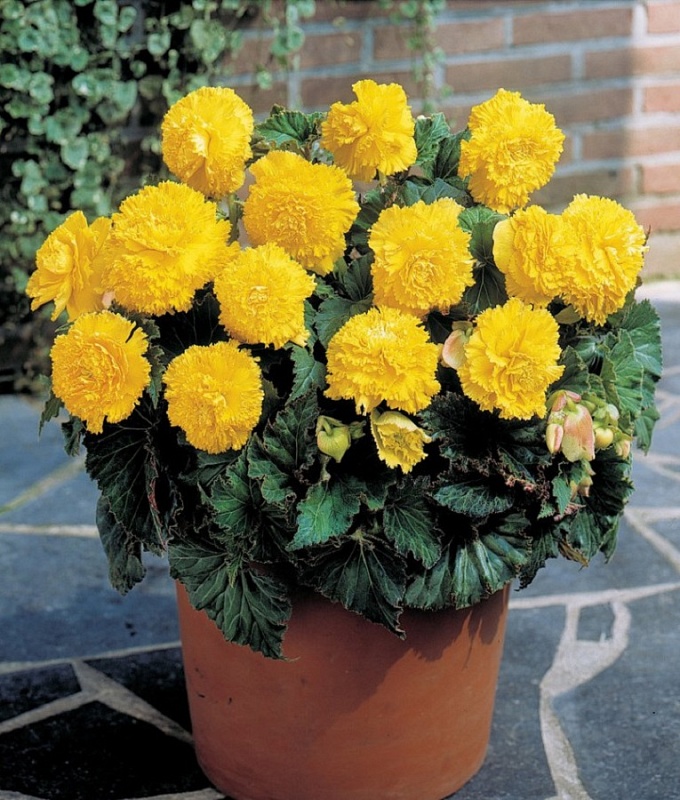 Бегония Бахромчатая Желтая 