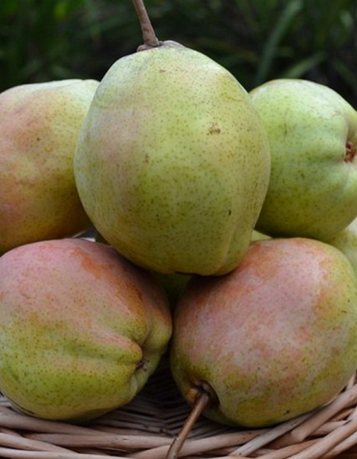 Груша Розовый бочонок 