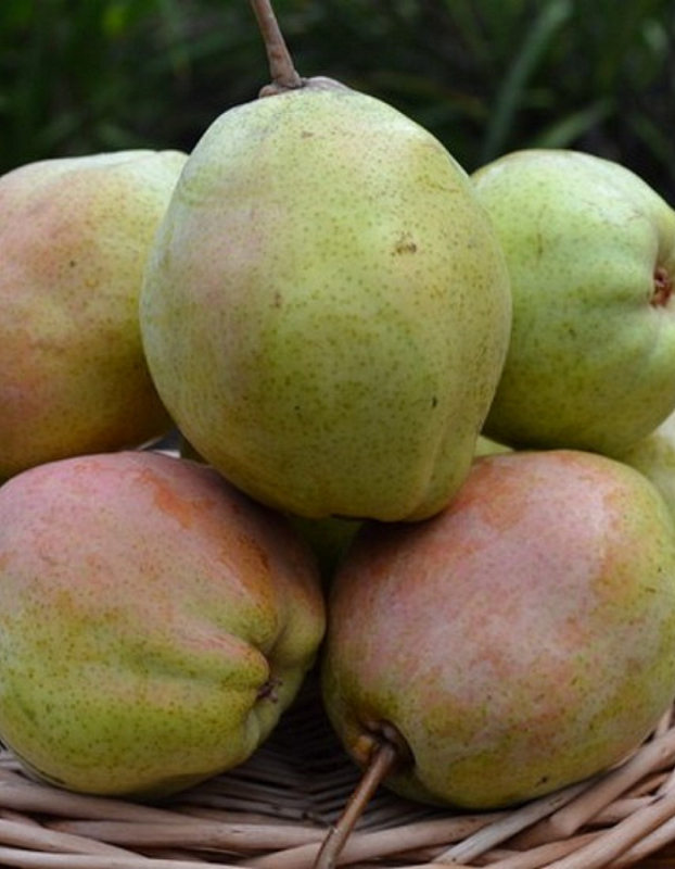 Груша Розовый бочонок 