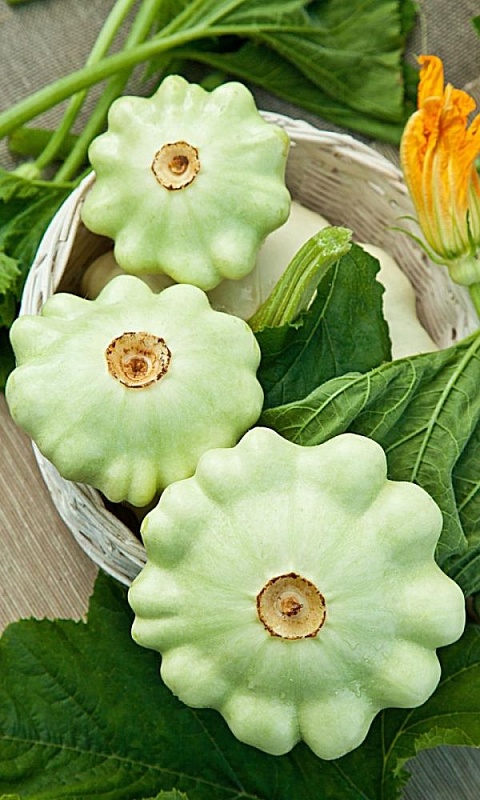 Патиссон Пятачок (УД) 6 шт цв.п