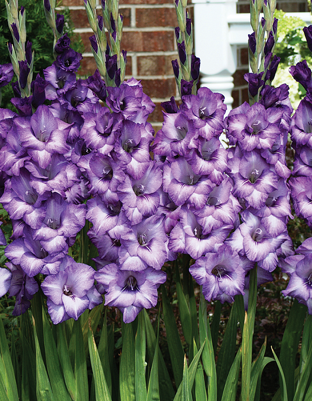 Гладиолус Блю Исл 