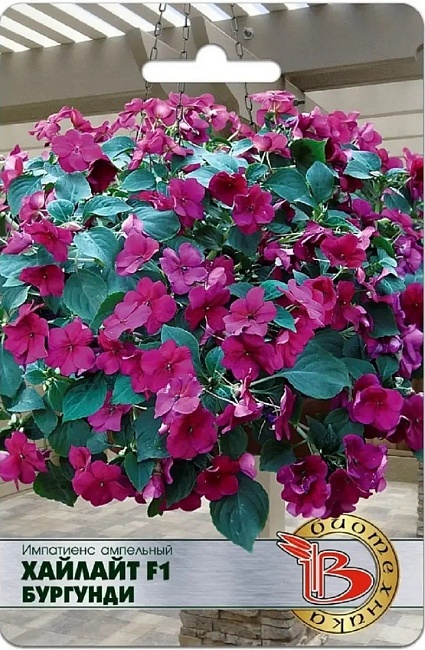 Бальзамин (импатиенс) ампельный Хайлайт F1 Бургунди 10 шт