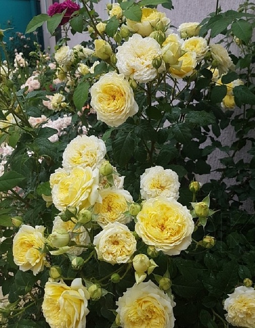 Роза английская Нельсон Монфорт