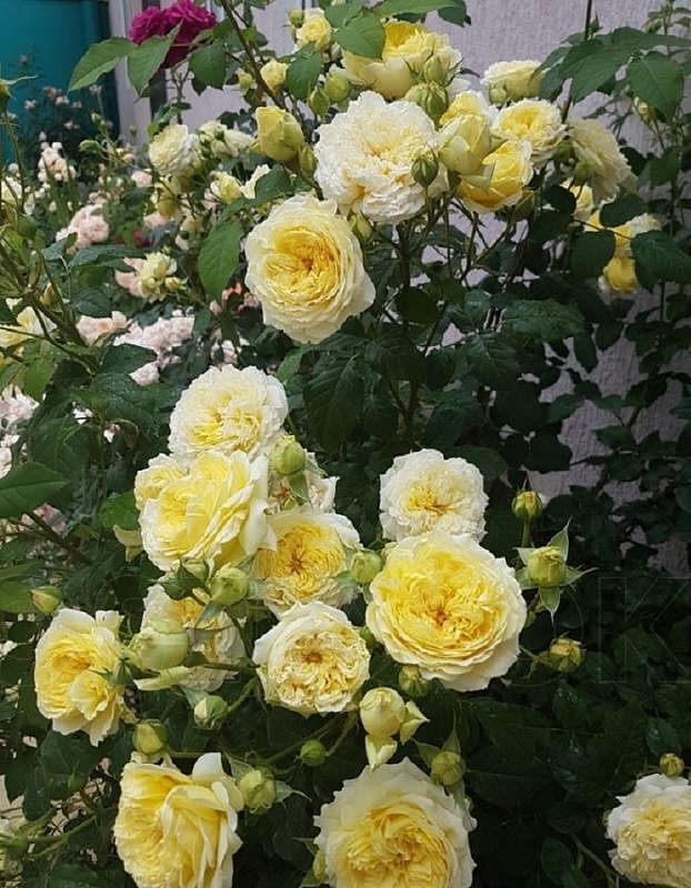 Роза английская Нельсон Монфорт