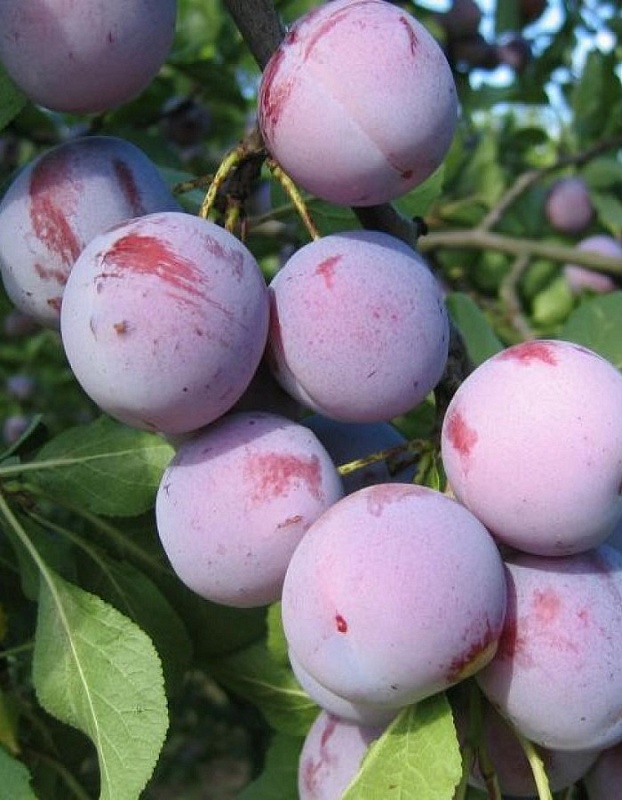 Слива Заречная ранняя 