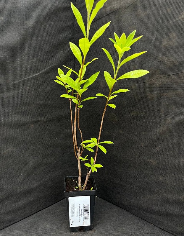 Азалия крупноцветковая Паркфейер 1 шт Р9