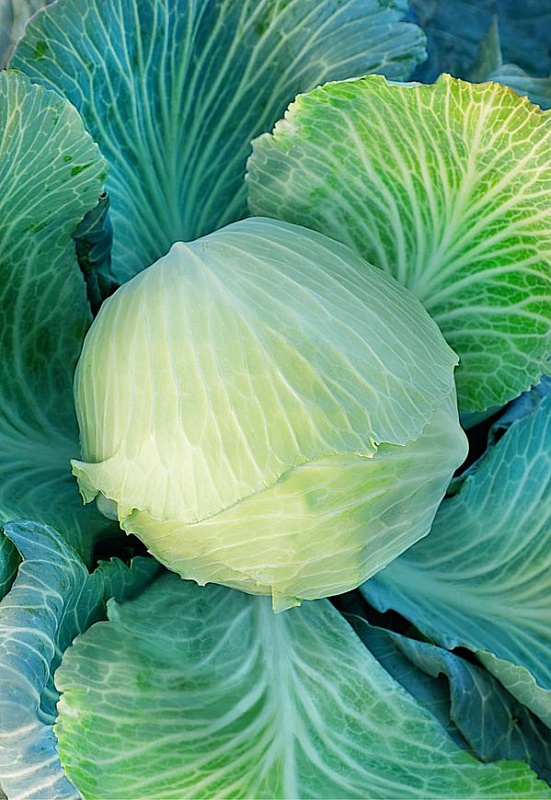 Капуста белокочанная Белорусская 455 1 гр  б.п.