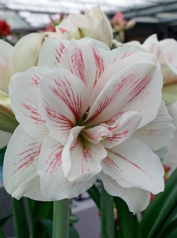 Амариллис Акуаро 1 шт