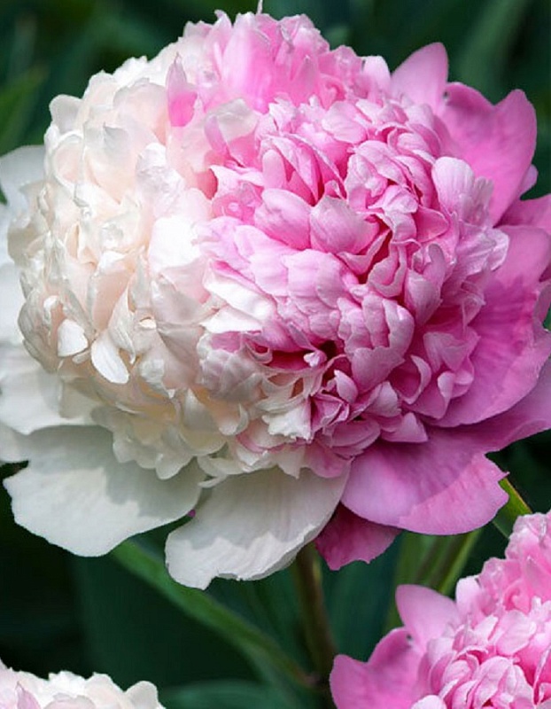 Пион Мистер Эд