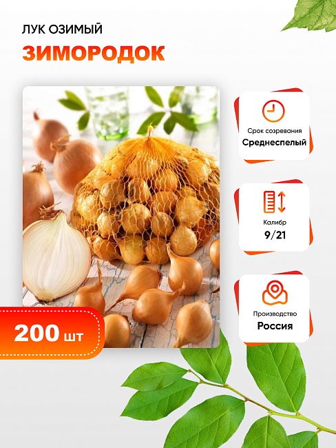 Лук озимый Зимородок 200 шт